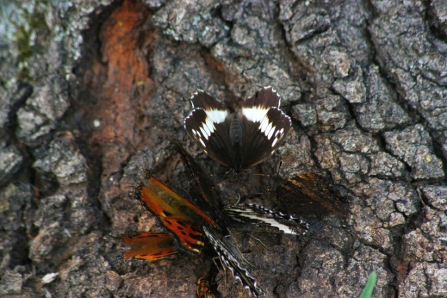 Assembramenti di farfalle